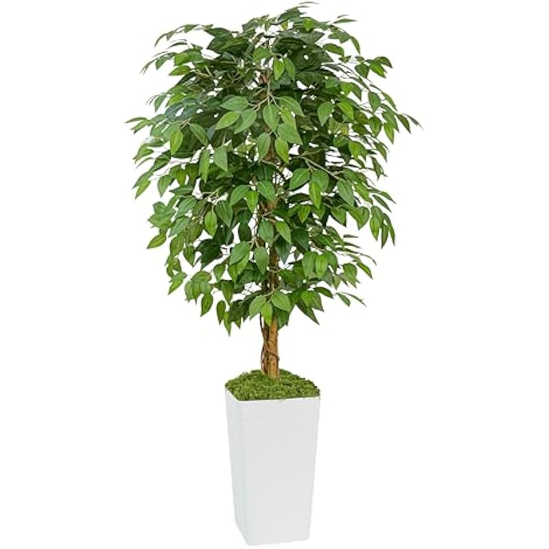 41dvja9b4hl. ac us800 .jpg