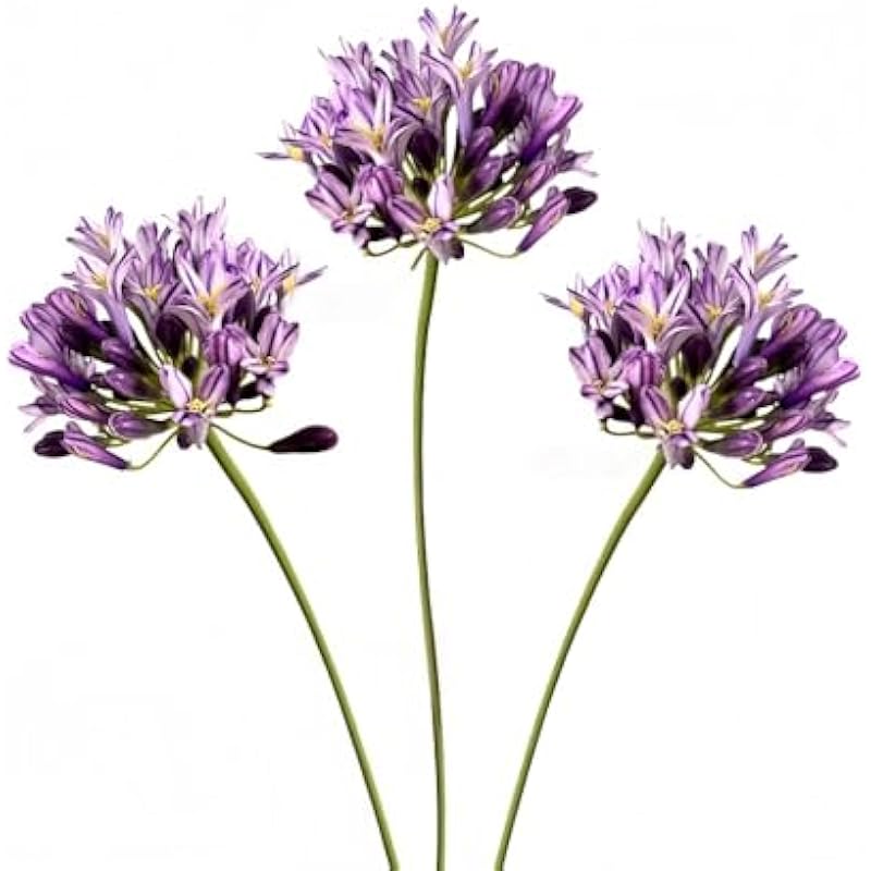 41vgzzo4n6l. ac us800 .jpg