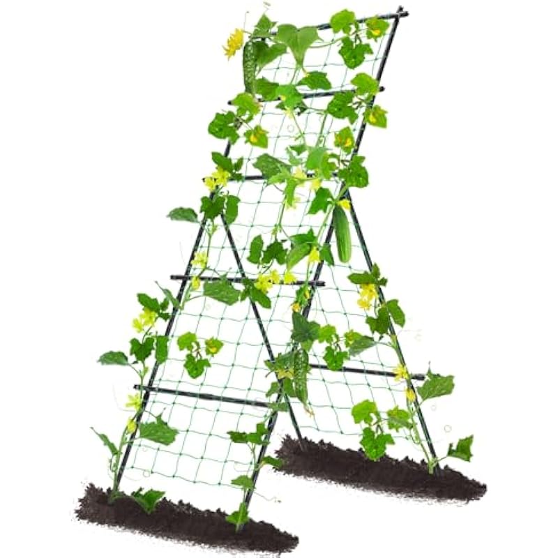 51axrsferol. ac us800 .jpg