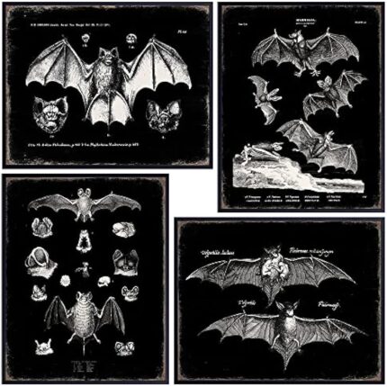 51dfk6jinbl. ac us800 .jpg